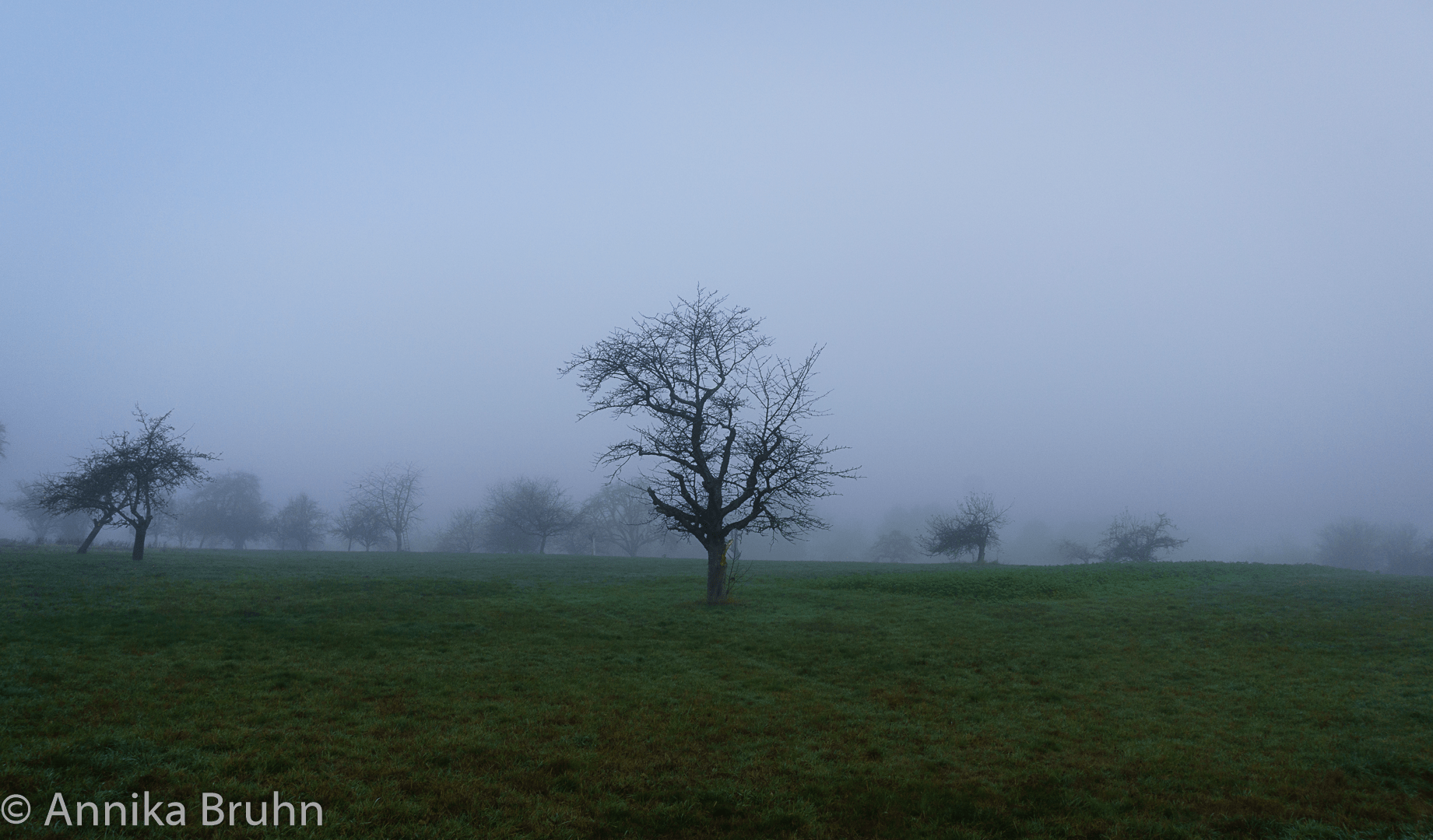 Der Nebel des Grauen